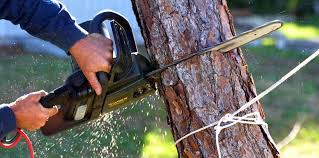 Best Seasonal Cleanup (Spring/Fall)  in La Cienega, NM