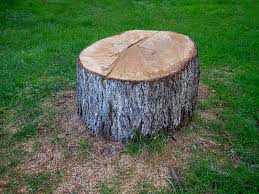 Best Arborist Consultation Services  in La Cienega, NM