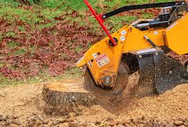 Best Hazardous Tree Removal  in La Cienega, NM