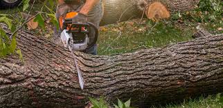 Best Tree Trimming and Pruning  in La Cienega, NM