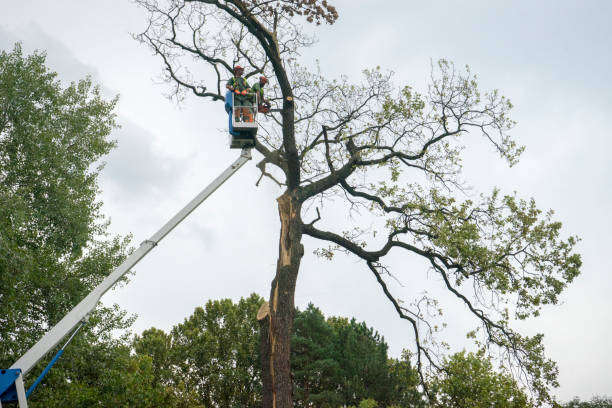 Reliable La Cienega, NM Tree Removal Solutions