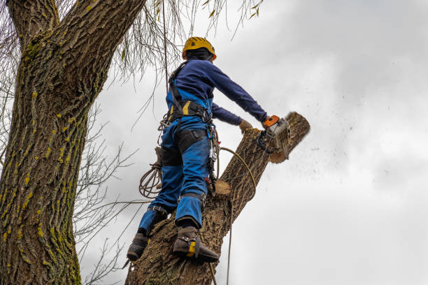 Best Storm Damage Tree Cleanup  in La Cienega, NM