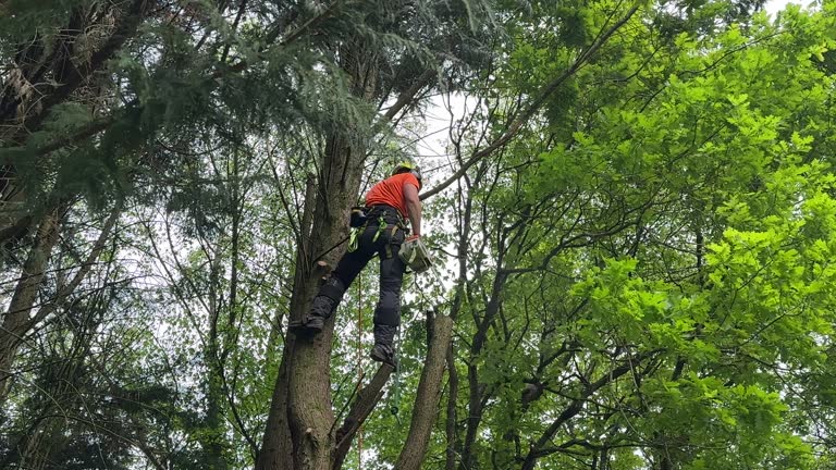 Best Tree Maintenance Programs  in La Cienega, NM