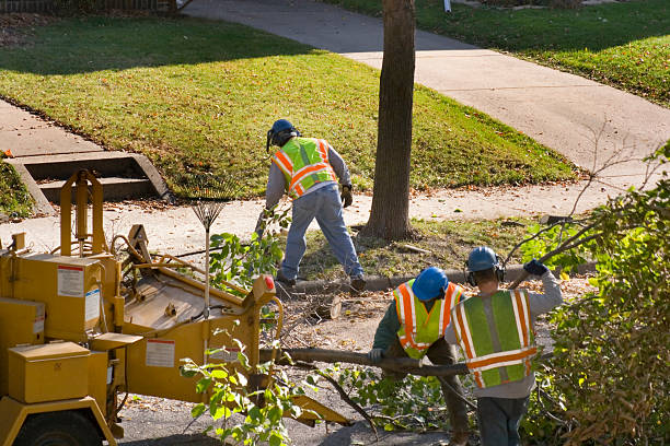 Best Tree Removal  in La Cienega, NM