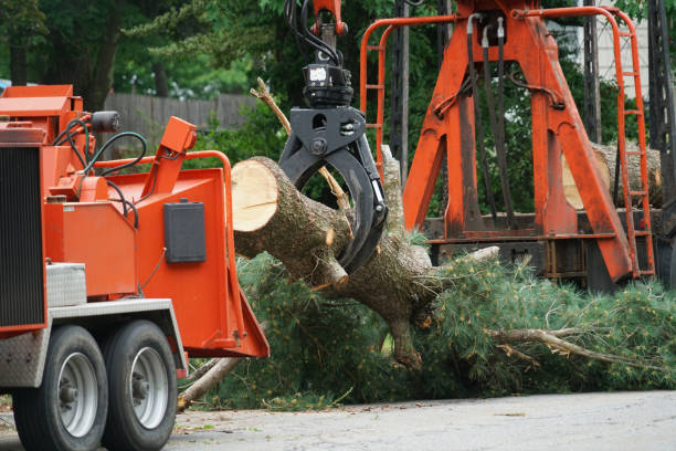 Best Root Management and Removal  in La Cienega, NM